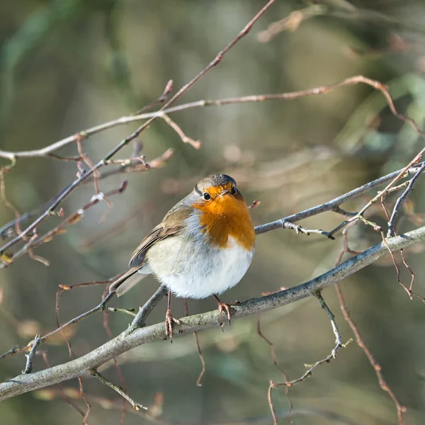 Single robin in de winter — Stockfoto