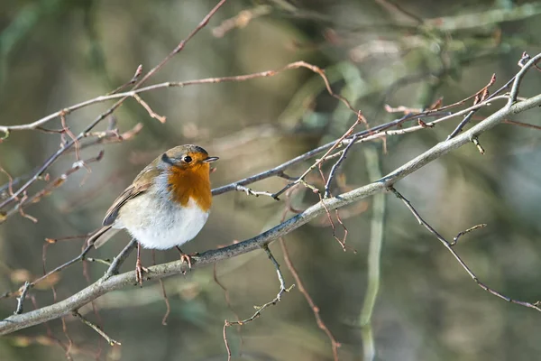 Robin seul en hiver — Photo