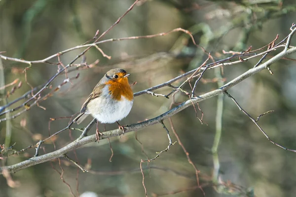 Single robin in the winter — Stock Photo, Image
