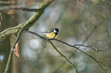 great tit on winter tree