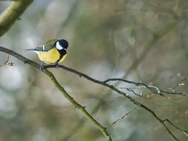 Great tit on winter tree — Stockfoto