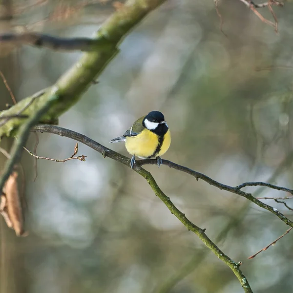 Great tit on winter tree — Stockfoto