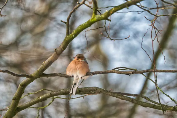 Pinzón único en un árbol en el invierno — Foto de Stock