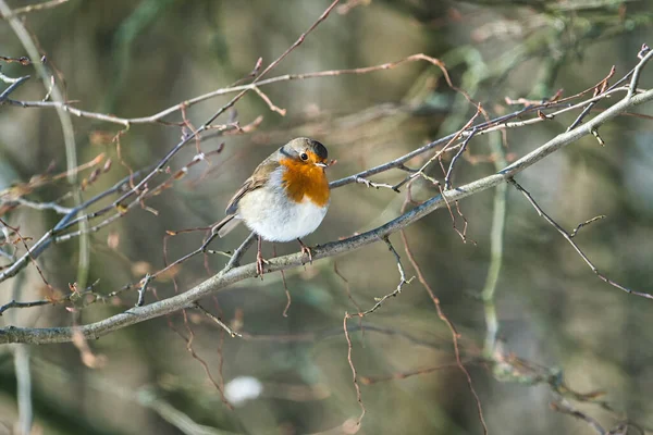 Sinle robin in the winter — стоковое фото