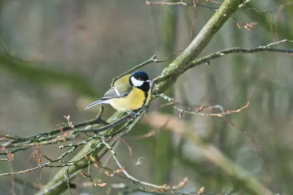 Great tit on winter tree — Foto de Stock