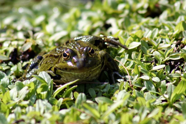 Frosch - — Stock Photo, Image