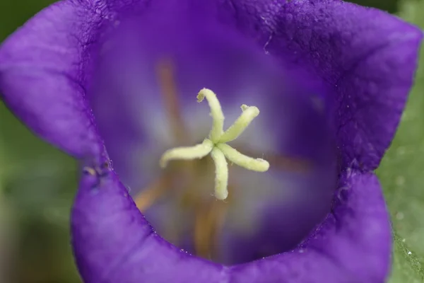 Bluebell — Stock Photo, Image