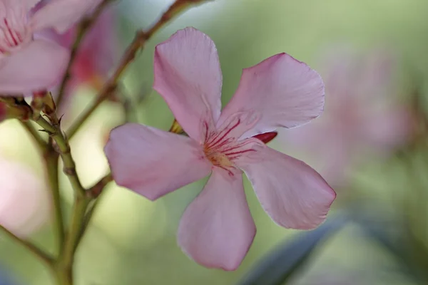 Oleander — Stock Photo, Image