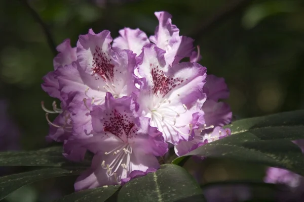 Rhododendron - — Stock Photo, Image