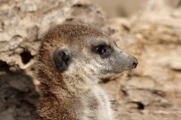 Meerkat — Stock Photo, Image