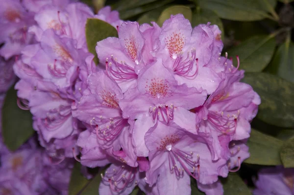 Rhododendron - — Stock Photo, Image