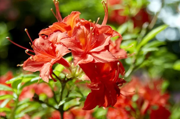 Rhododendron - — Stock Photo, Image