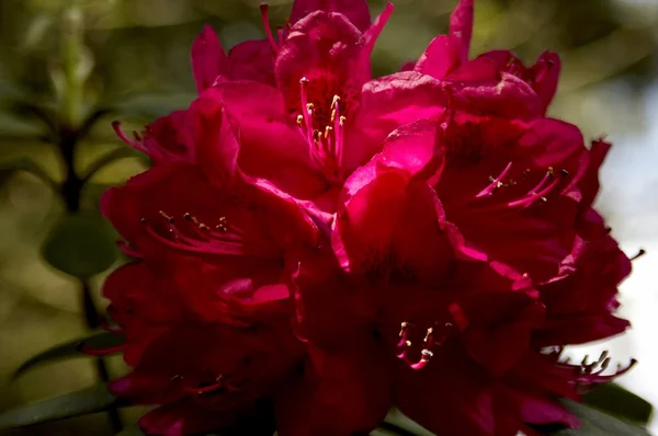 Rhododendron - — Photo