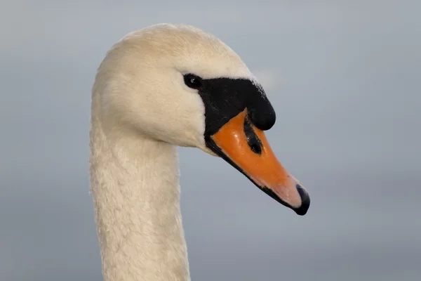 Schwan-łabędź — Zdjęcie stockowe