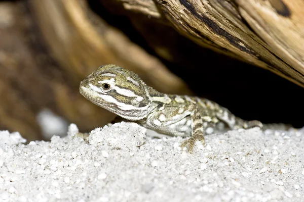 Bartagame — Stockfoto