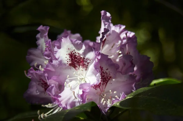 Rhododendron - — Stock Photo, Image