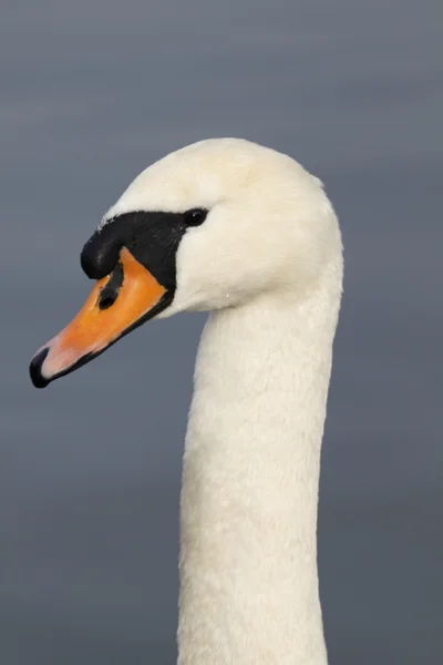 Cisne-de-schwan — Fotografia de Stock
