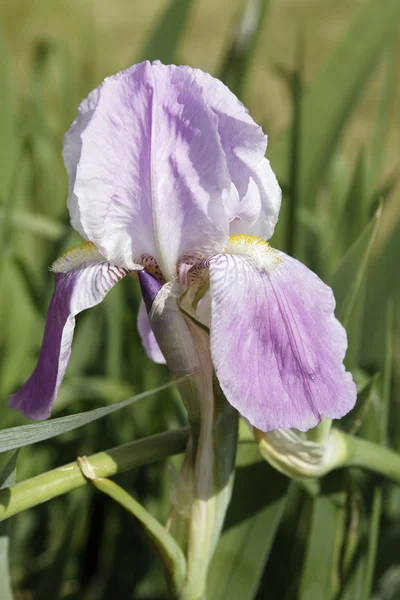 Schwertlilie - Iris — Stock Photo, Image