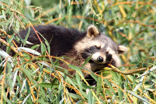 Raccoon — Stock Photo, Image