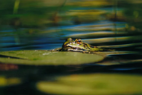 Groene kikker in vijver — Stockfoto