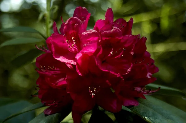 Dark red Rhododendron - — Stock Photo, Image