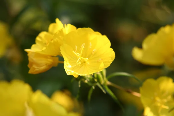 Amarillo noche primerosa — Foto de Stock