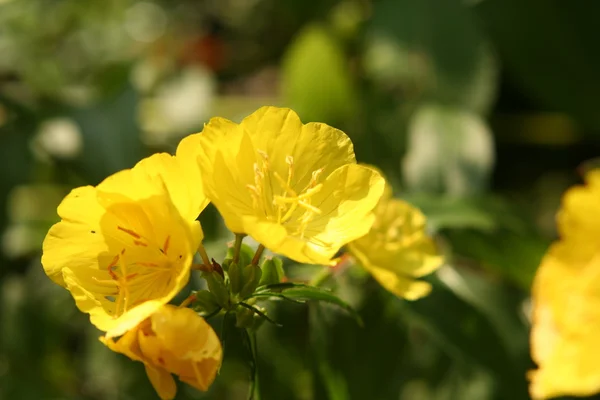 Amarillo noche primerosa — Foto de Stock