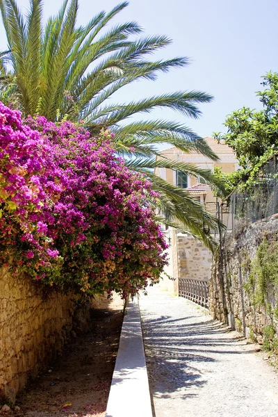 Rhodes çiçek Street