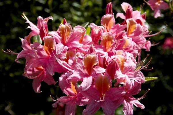 Red Rhododendron tree — Stock Photo, Image