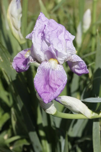 Schwertlilie - Iris - Lilly — Stock Photo, Image