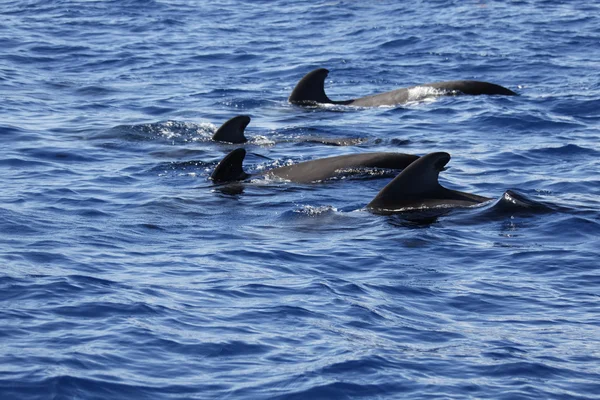 Pilote baleine dans la mer — Photo