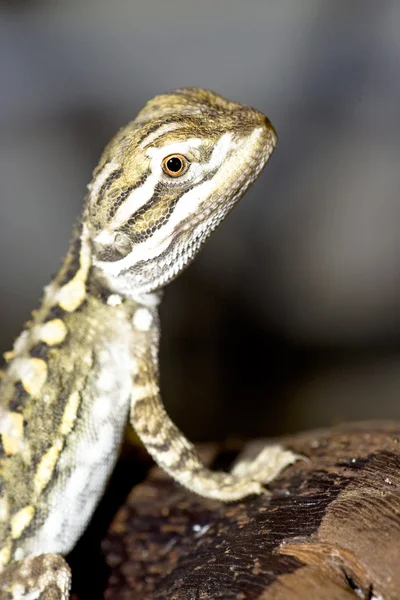 Junger Bartagame - Close-up — Stockfoto