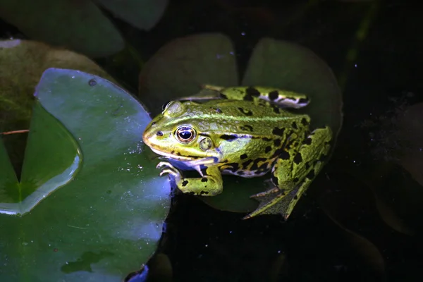 Rã verde na água Imagens De Bancos De Imagens Sem Royalties