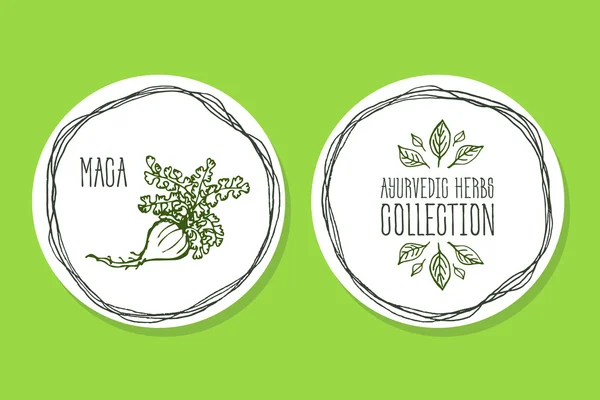 Ayurveda Herb - Maca ile ürün etiketi — Stok Vektör