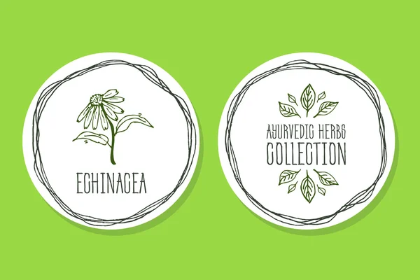 Ayurvedic χορτάρι - ετικέτα προϊόντος με Echinacea — Διανυσματικό Αρχείο