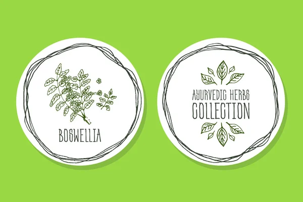 Erba ayurvedica - Etichetta prodotto con Boswellia — Vettoriale Stock