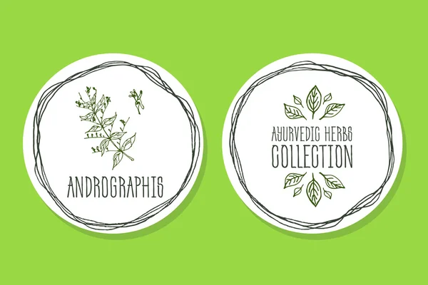 Ayurvedische kruiden - productlabel met Andrographis. — Stockvector