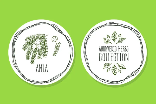 Erba ayurvedica - Etichetta prodotto con Amla — Vettoriale Stock