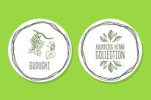 Аюрведические травы - этикетка продукта с Guduchi — стоковый вектор