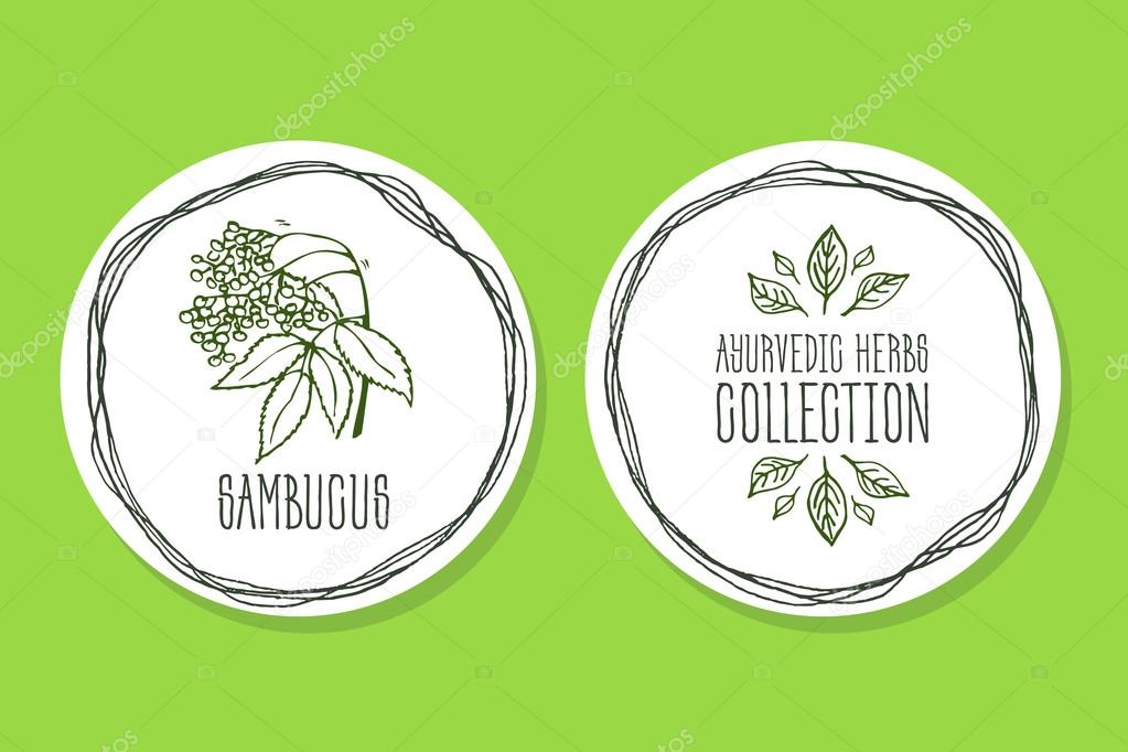 Ayurvedic Herb Collection. Handdrawn Illustration - Health and Nature Set. Natural Supplements. Ayurvedic Herb Label with Sambucus