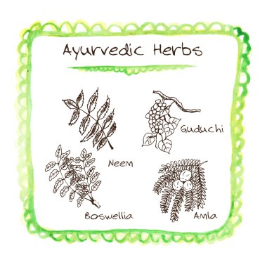 handdrawn set - Ayurveda otlar