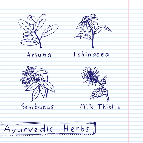 Set dessiné à la main - Herbes ayurvédiques — Image vectorielle