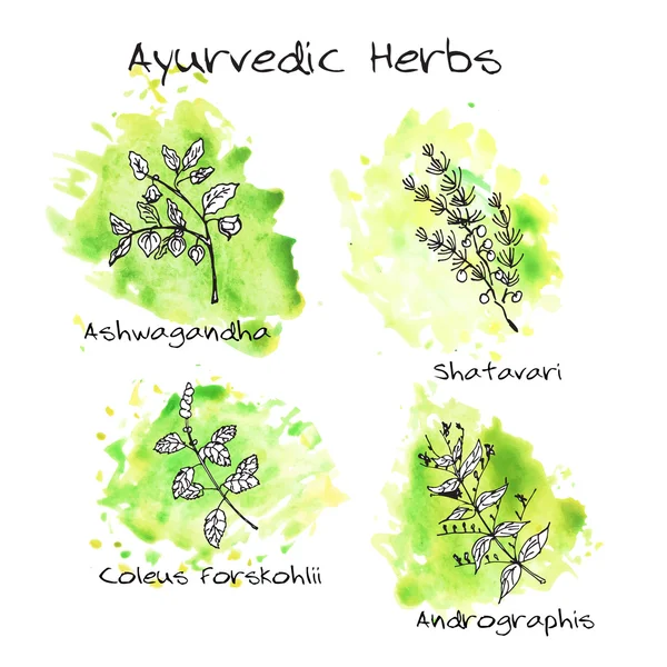 Set dessiné à la main - Herbes ayurvédiques — Image vectorielle