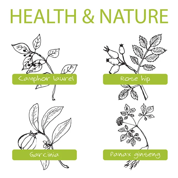Set Handdrawn - Salud y Naturaleza — Vector de stock