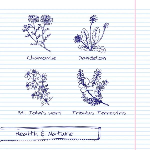 Handgezeichnete Illustration - Gesundheits- und Naturset — Stockvektor
