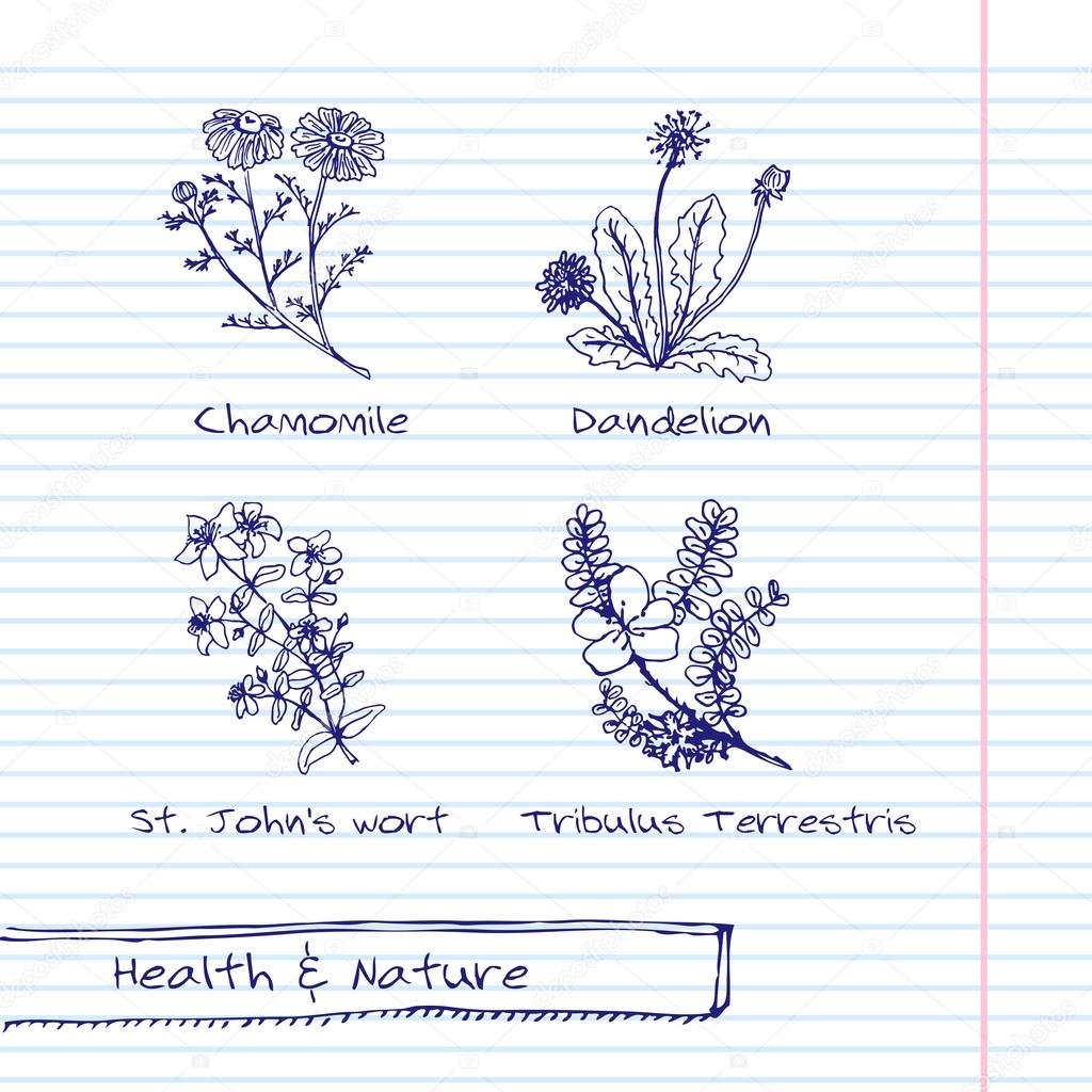 Handdrawn Illustration - Health and Nature Set. Collection of Herbs. Natural Supplements. Chamomile, Dandelion,  St Johns wort, Tribulus Terrestris