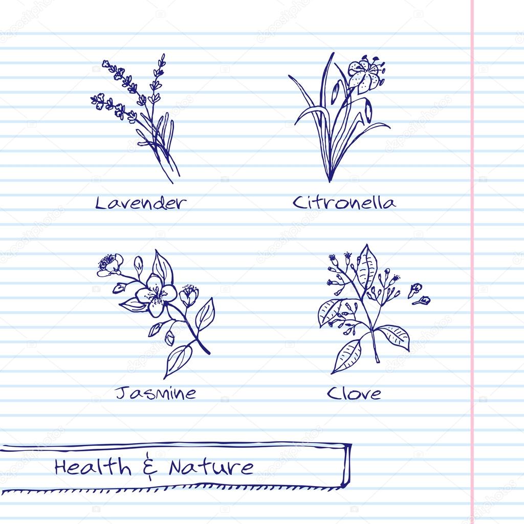 Handdrawn Illustration - Health and Nature Set. Collection of Herbs. Natural Supplements. Lavender, Citronella, Jasmine, Clove