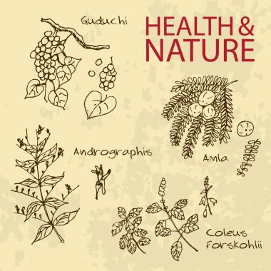 Handdrawn illüstrasyon - sağlık ve doğa seti