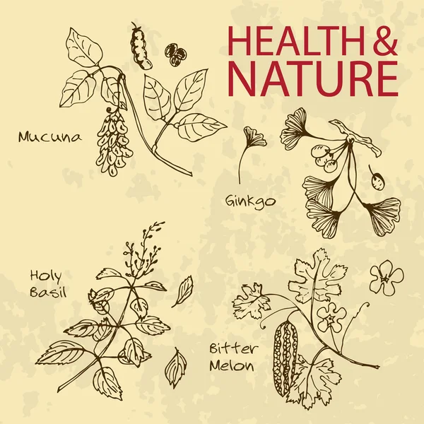 Handdrawn Illustration - hälsa och natur Set — Stock vektor