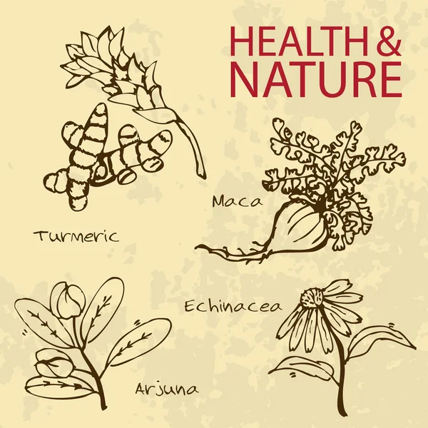 Illustration dessinée à la main - Ensemble santé et nature — Image vectorielle